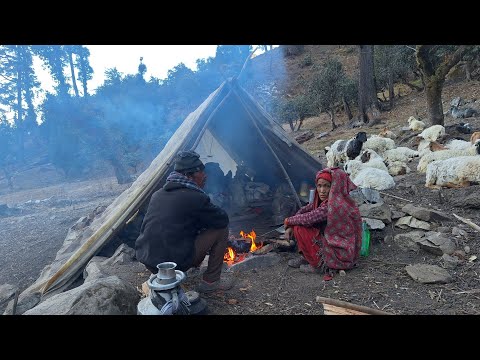 Himalayan Sheep Shepherd Life in Winter Shepherd Food