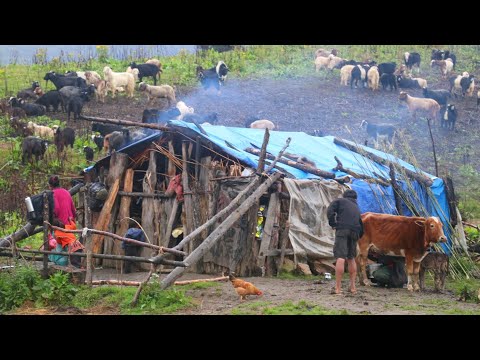Himalayan Village Life Dolpa Nepal Shepherd Life Real