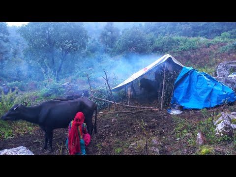 Milking milk by using primitive technology Real Nepali life