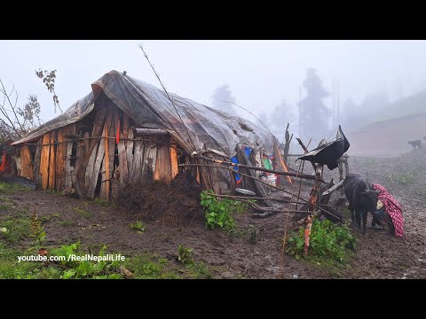 Himalayan Village Life Nepal Humla Shepherd Food Himalayan
