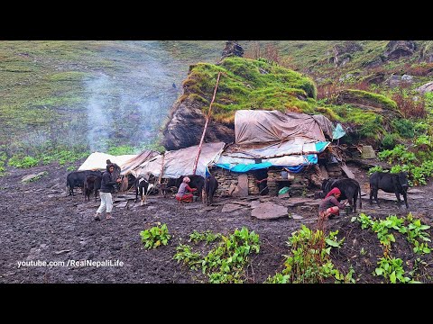 Best Life in A Himalayan Village During the Rainy Season
