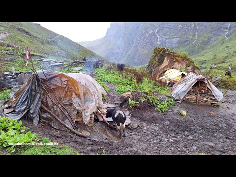 Nepali Mountain Village Life Shepherd Life Frog Hunting
