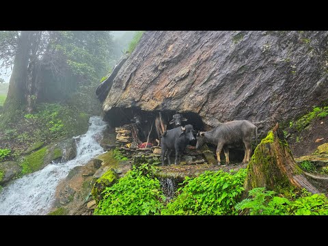 Himalayan Village Life Nepal Dolpa Shepherd Food Himalayan