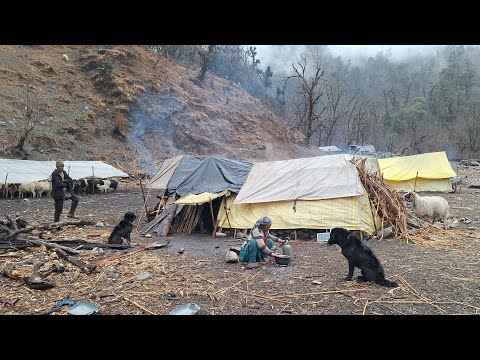 Himalayan Sheep Shepherd Life Nepal Shepherd Food Cooking
