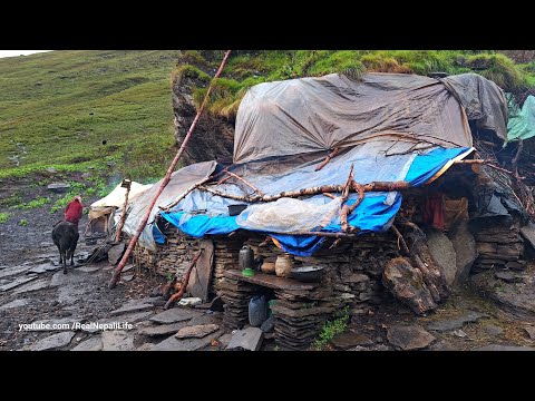 Nepali Mountain Village Life Shepherd Life Organic Shepherd