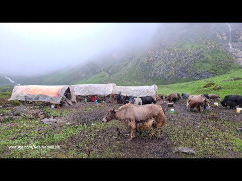 Himalayan Shepherd Life Milking in the Himalayan Yak Farm