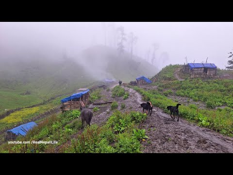 Simple the Best Life in Nepali Mountain Village During The