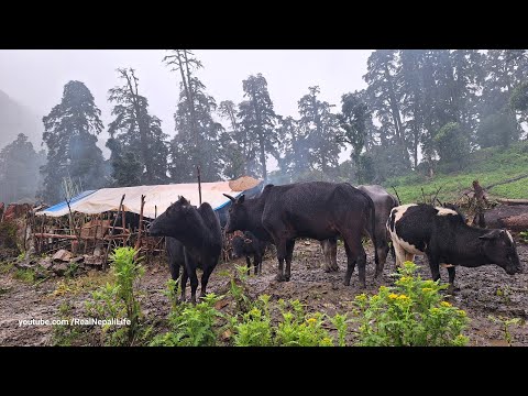 Nepali Mountain Village Life Simple Rural Village Life