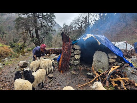 Nepali Mountain Village Life Rainy Day Sheep Shepherd Life