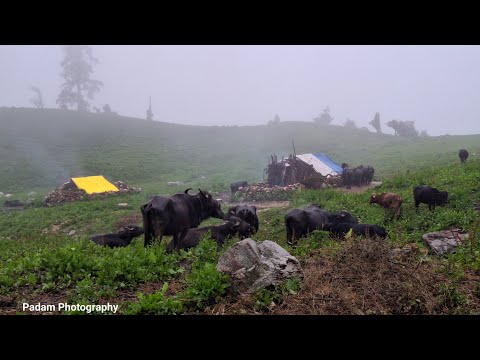 Most Peaceful Relaxing shepherd Life in Rain Time shepherd