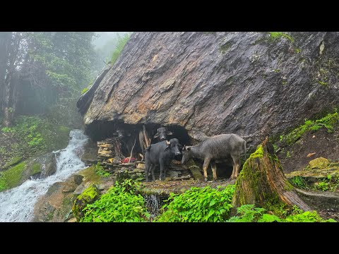 Best Life in A Nepali Mountain Village During the Rainy
