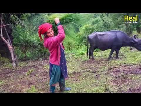 Simple The Best Nepali Mountain Village Lifestyle Life With