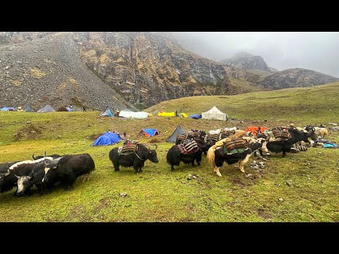 Hiimalayan Village Life in Heavy Rainy Time The Yak Farm