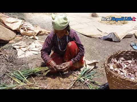 Garlic Farming in Nepali Mountain village