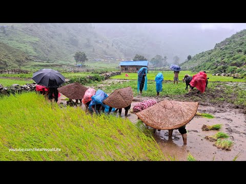 Nepali Mountain Village Life Traditional Rice Farming in