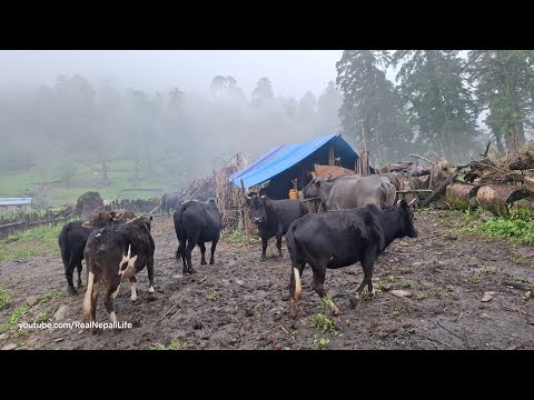 This is Shepherd Life Nepal Ep 7 The Making Process of Ghee