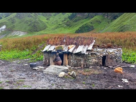 Nepali himalayan Larg Sheep Farm in Village Sheep Farming