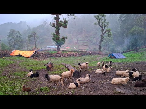 Nepali Mountain Village Life Rainy Day Sheep Shepherd Life