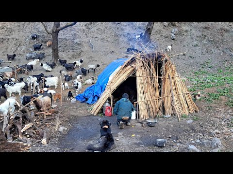 Nepali Mountain Village Life Sheep Shepherd Life in Winter