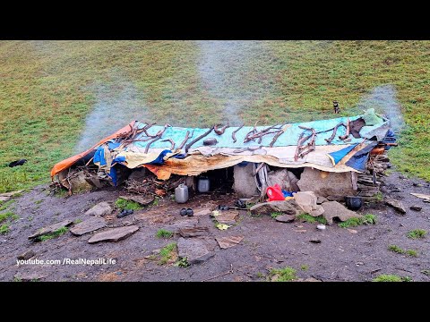 Himalayan Sheep Shepherd Life in Nepal Rainy Day Organic