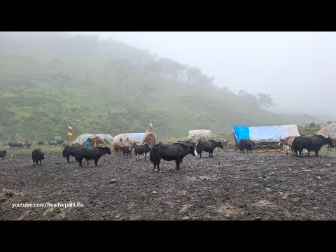 Himalayan Village Life The Making Process of Ghee in the