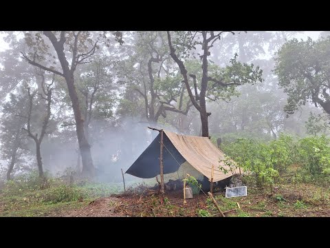 Mushroom hunting from Jungle