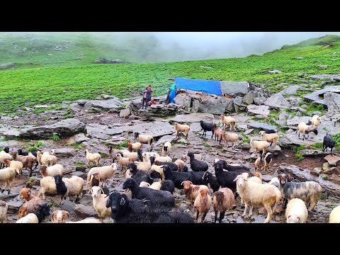 This is Sheep Shepherd Life Sheep Herd Crossing the Raw