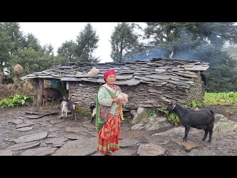 This is Sheep Shepherd Life Nepal Ep 5 Himalayan Shepherd