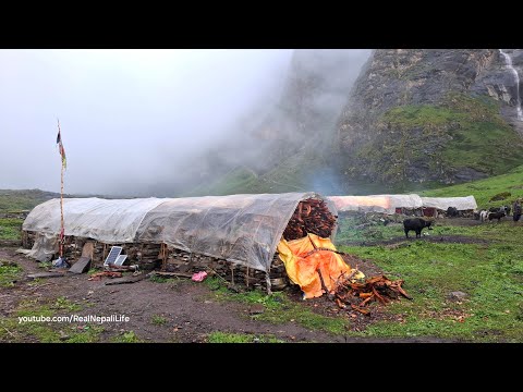 Himalayan Village Life Peaceful And Relaxig Yak Herdsmen