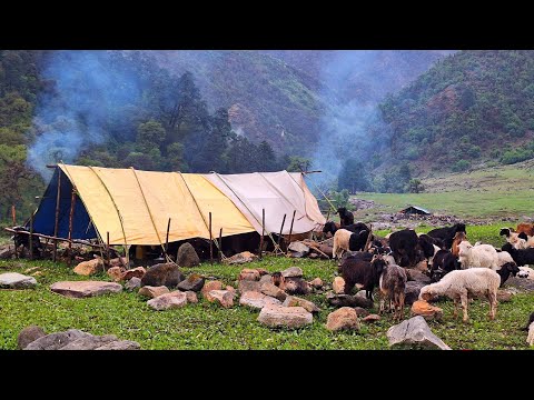 Nepali Mountain Village Life Sheep Shephed Life Organic
