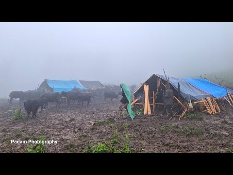Most Peaceful Relaxing shepherd Life Heavey Rainy Time