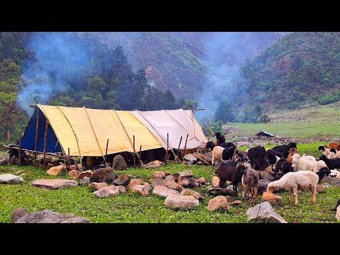 Nepali Mountain Village Life Rainy Day Sheep Shepherd Life