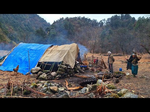 Himalayan Sheep Shepherd Life Nepal Organic Food Sisno Dido