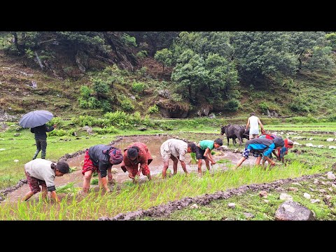 Traditional Rice Farming In Nepali Village Paddy Farming in