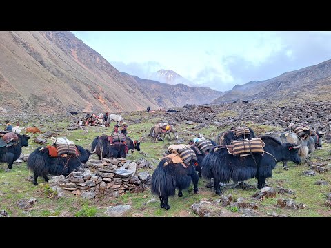 Himalayan Village Life The Yak Farm Dolpa Nepal Best
