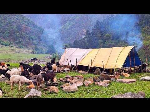 Himalayan Sheep Shepherd Life in Winter Organic Shepherd