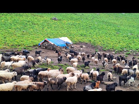 This is Sheep Shepherd Life Sheep Herd Crossing the Raw