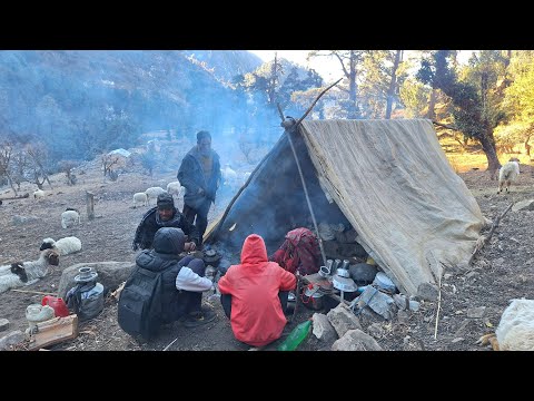 Himalayan Sheep Shepherd Life in Winter Shepherd Food