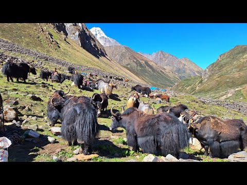 Himalayan Village Life The Yak Farm Dolpa Nepal Himalayan