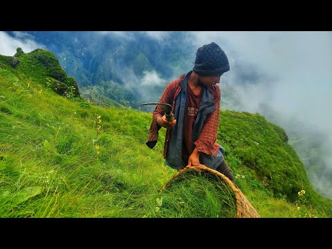 Grass Cutting For Buffalo Eating Purpose Nepali Mountain