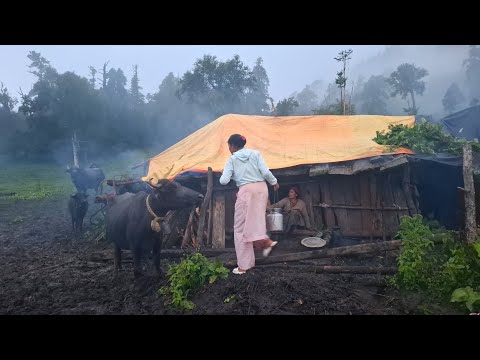 Himalayan Village Life Dolpa Nepal Hunting Jungle Mushroom