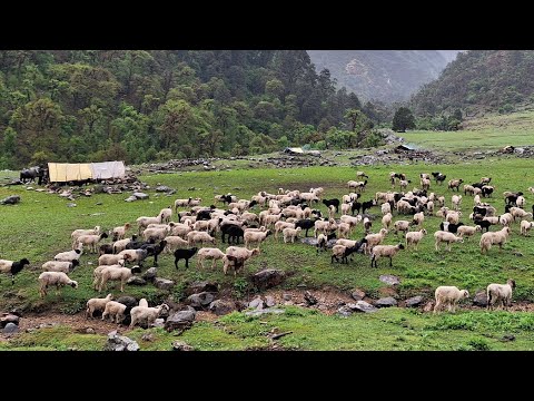 Himalaya shepherd Life Nepal Dolpa himalayan Ram Rumble