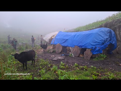 Daily Lifestyle in Himalayan Area Upper Dolpa Nepal Best