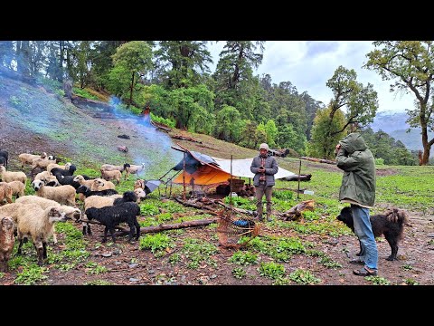 Himalayan Sheep Shepherd Life in Winter Shepherd Food