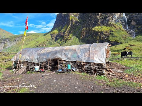Himalayan Village Life The Making Process of Ghee in the