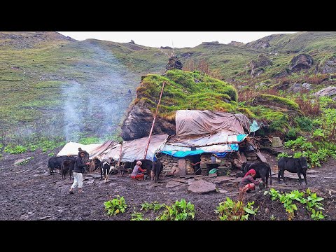 This is Himalayan Village Life Rainy Day Shepherd Life