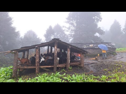 Most Peaceful And Relaxation Nepali Himalayan Village Life