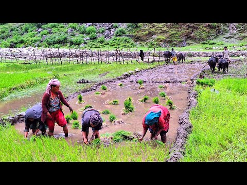 Paddy Rice Farming in Jiree Village Rainy Time Nepal Real