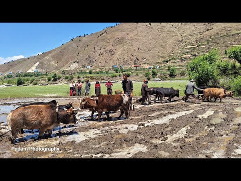 Traditional Way To Paddy Planting In mountain Villages Life