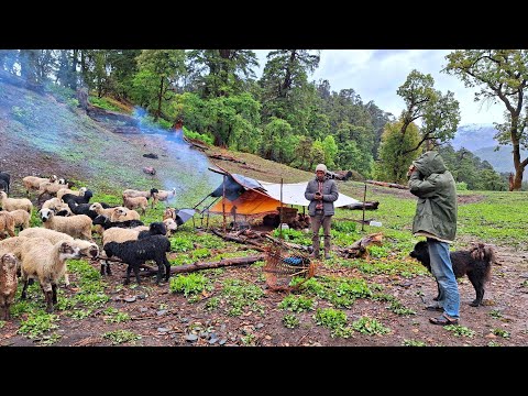 Himalayan Sheep Shepherd Life in Rain Shepherd Food Cooking